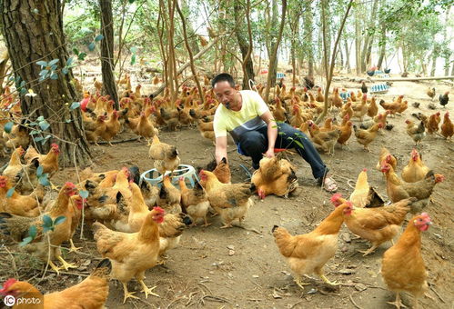 養(yǎng)殖,注意事項(xiàng),鐵掌蘭