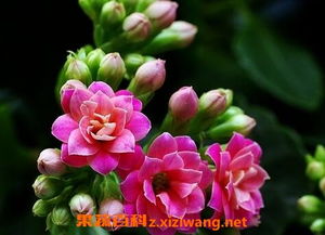 長壽菊怎么養(yǎng)殖方法和注意事項