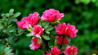 小葉,杜鵑,注意事項(xiàng)