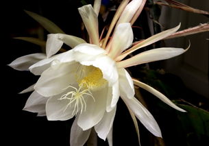 梅花養(yǎng)植注意事項,籃梅的養(yǎng)植方法及注意事項,養(yǎng)植綠蘿要注意事項