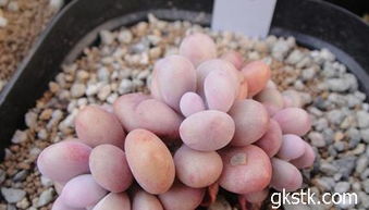 桃美人的養(yǎng)殖方法和注意事項(xiàng),冬美人的養(yǎng)殖方法和注意事項(xiàng),巴西美人的養(yǎng)殖方法和注意事項(xiàng)