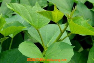 吃紅薯注意事項(xiàng),紅薯水培注意事項(xiàng),紅薯運(yùn)輸?shù)淖⒁馐马?xiàng)