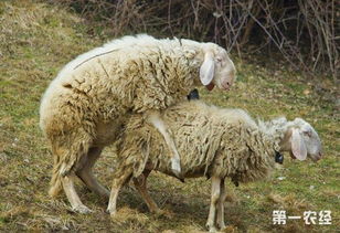 母羊配種前后的注意事項