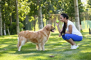 金毛一生的注意事項(xiàng)