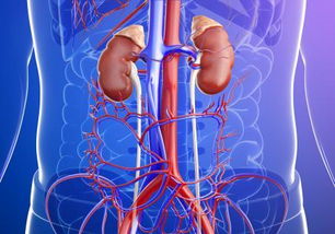 導(dǎo)管消融術(shù)術(shù)后注意事項(xiàng),房顫導(dǎo)管消融術(shù)后注意事項(xiàng),甲狀腺結(jié)節(jié)消融術(shù)后注意事項(xiàng)