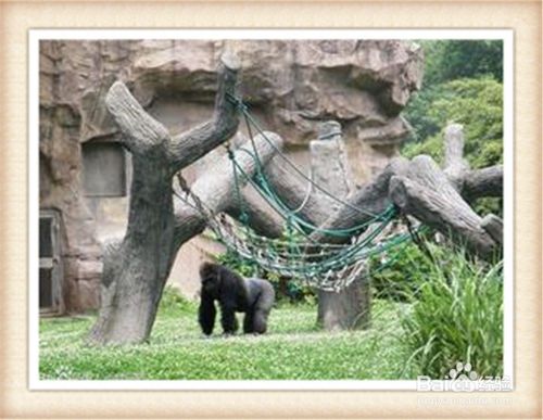 深圳,動物園,注意事項