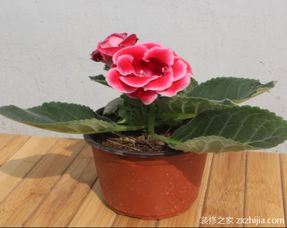 盆栽,養(yǎng)殖,注意事項(xiàng),方法