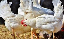 家禽雞的注意事項(xiàng)