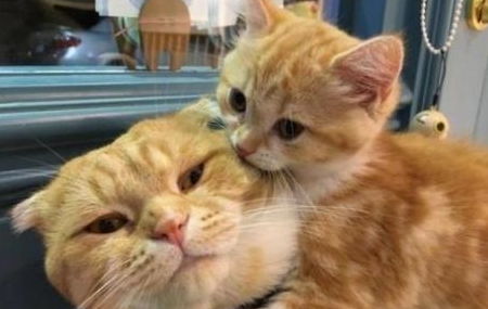 注意事項(xiàng),小孩,養(yǎng)貓