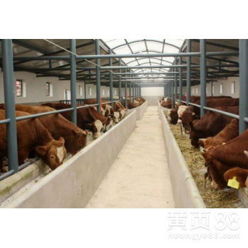 注意事項,建設(shè),養(yǎng)牛場