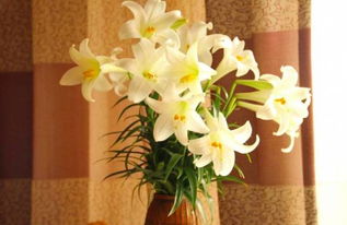 鳳梨百合養(yǎng)殖方法和注意事項