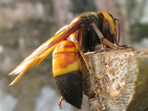 黑尾胡蜂移養(yǎng)注意事項