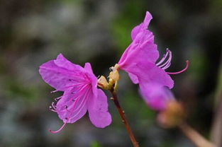 羊躑躅的養(yǎng)殖方法及注意事項(xiàng)