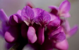 紫羅蘭澆水注意事項(xiàng),養(yǎng)紫羅蘭注意事項(xiàng),紫羅蘭水養(yǎng)方法和注意事項(xiàng)