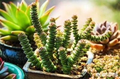 錢串子換盆的注意事項,錢串子換土注意事項,錢串子養(yǎng)殖注意事項