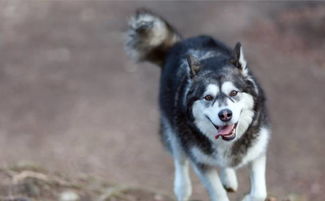 阿拉斯加分娩注意事項(xiàng)