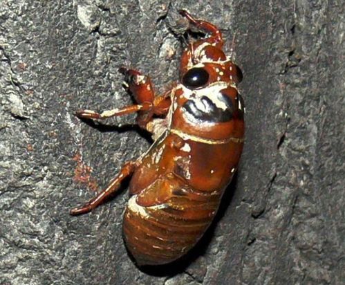 注意事項(xiàng),金蟬