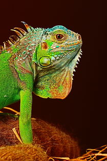 注意事項,養(yǎng)綠鬣蜥