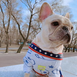 狗狗托運回來注意事項,狗狗托運到家注意事項,狗狗航空托運注意事項