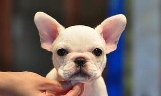 法牛喂幼犬時注意事項