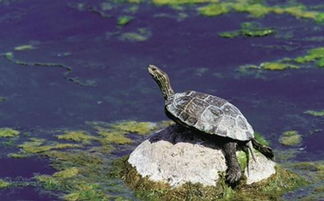 放生的龜要注意事項