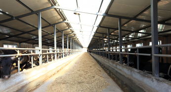 新手養(yǎng)牛注意事項,夏季養(yǎng)牛注意事項,養(yǎng)牛的基本條件和注意事項