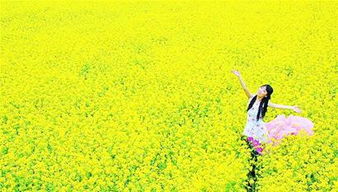 拍油菜花注意事項