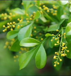 米蘭花換土后注意事項(xiàng)