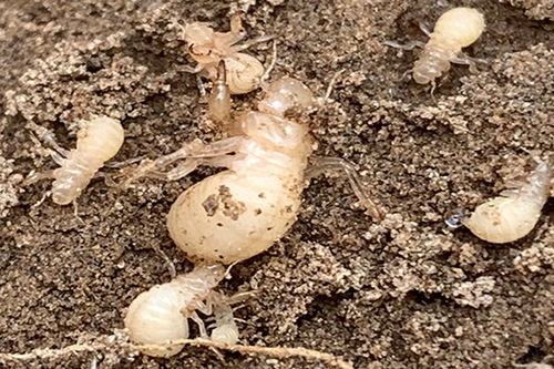 做金蟬的注意事項(xiàng)