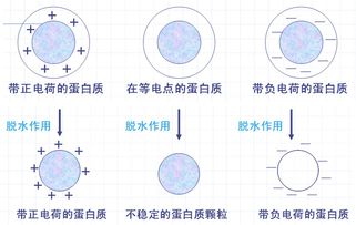 蛋白質(zhì)沉淀變性反應(yīng)注意事項(xiàng)