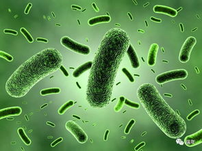 細(xì)菌人工保養(yǎng)的注意事項(xiàng)