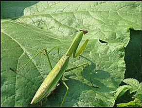 螳螂蛻皮注意事項,養(yǎng)泰迪犬的注意事項,孵化螳螂卵注意事項
