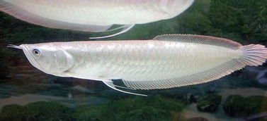 銀龍魚的注意事項,養(yǎng)銀龍魚注意事項,銀龍魚飼養(yǎng)方法及注意事項