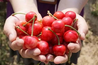蒙自櫻桃采摘園,櫻桃的種植知識和采摘注意事項(xiàng)手抄報(bào),入園采摘櫻桃的注意事項(xiàng)