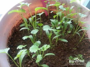 室內(nèi)養(yǎng)花光照不足的注意事項