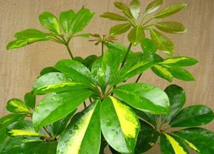 鴨掌木的養(yǎng)殖方法和注意事項,鴨腳木的水培方法和注意事項,移栽鴨腳木的方法和注意事項