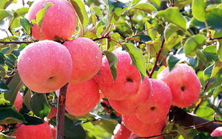 蘋果花期打藥注意什么藥,果樹花期打藥注意事項,梨樹在花期打藥的注意事項