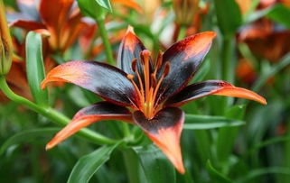 百合花,養(yǎng)殖,注意事項(xiàng),方法