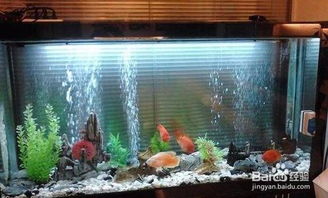 養(yǎng)魚,魚缸,注意事項