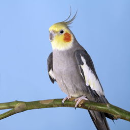 玄鳳鸚鵡放飛注意事項(xiàng)