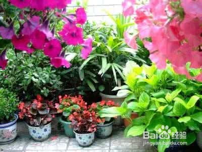 養(yǎng)花的注意事項,養(yǎng)花注意事項如何養(yǎng)好花,珍珠巖養(yǎng)花注意事項