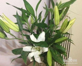 百合花球的養(yǎng)殖方法和注意事項(xiàng)