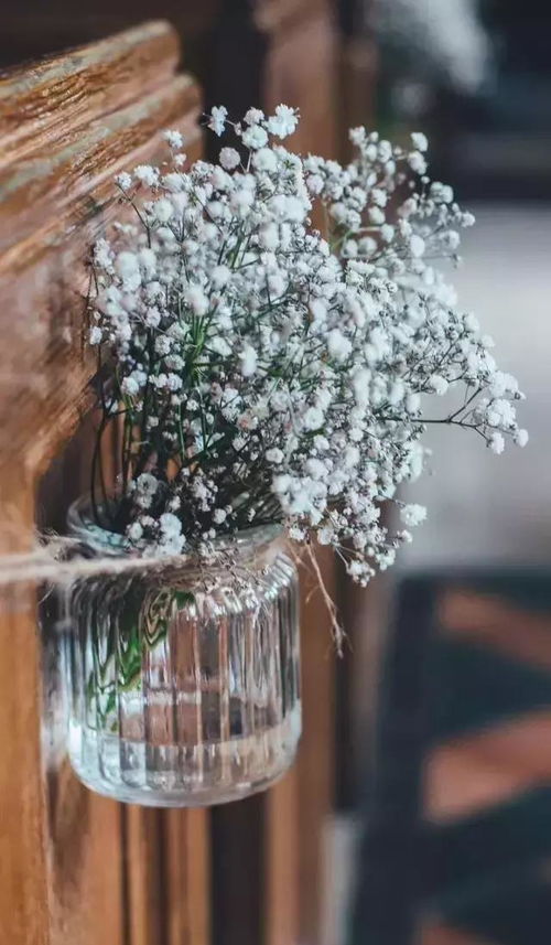 大葉滿天星養(yǎng)殖方法和注意事項