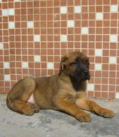 注意事項(xiàng),肉狗,養(yǎng)植