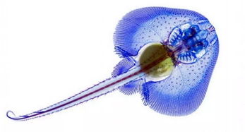 寄生蟲標(biāo)本觀察注意事項(xiàng),制備染色標(biāo)本注意事項(xiàng),細(xì)胞染色觀察注意事項(xiàng)