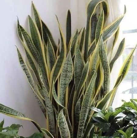 室內(nèi)養(yǎng)花光照不足怎么辦?,室內(nèi)養(yǎng)花光照不足怎么補光,冬天室內(nèi)養(yǎng)花注意事項