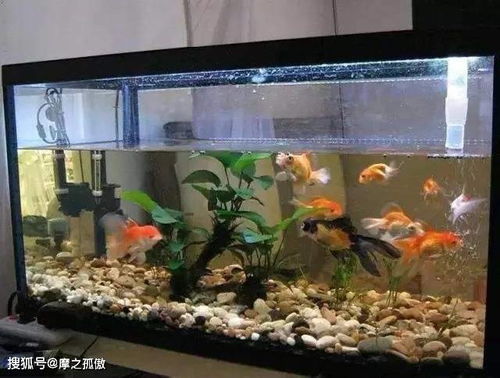 魚缸,圓柱,注意事項(xiàng)