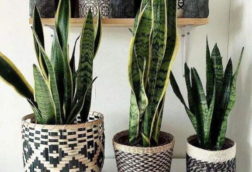 佛手虎尾蘭的繁殖方法和注意事項