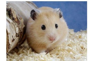 倉(cāng)鼠,注意事項(xiàng)