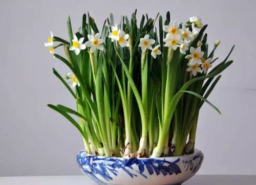 水仙,注意事項(xiàng)